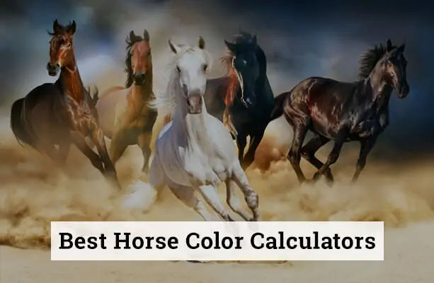Best Horse Color Calculators